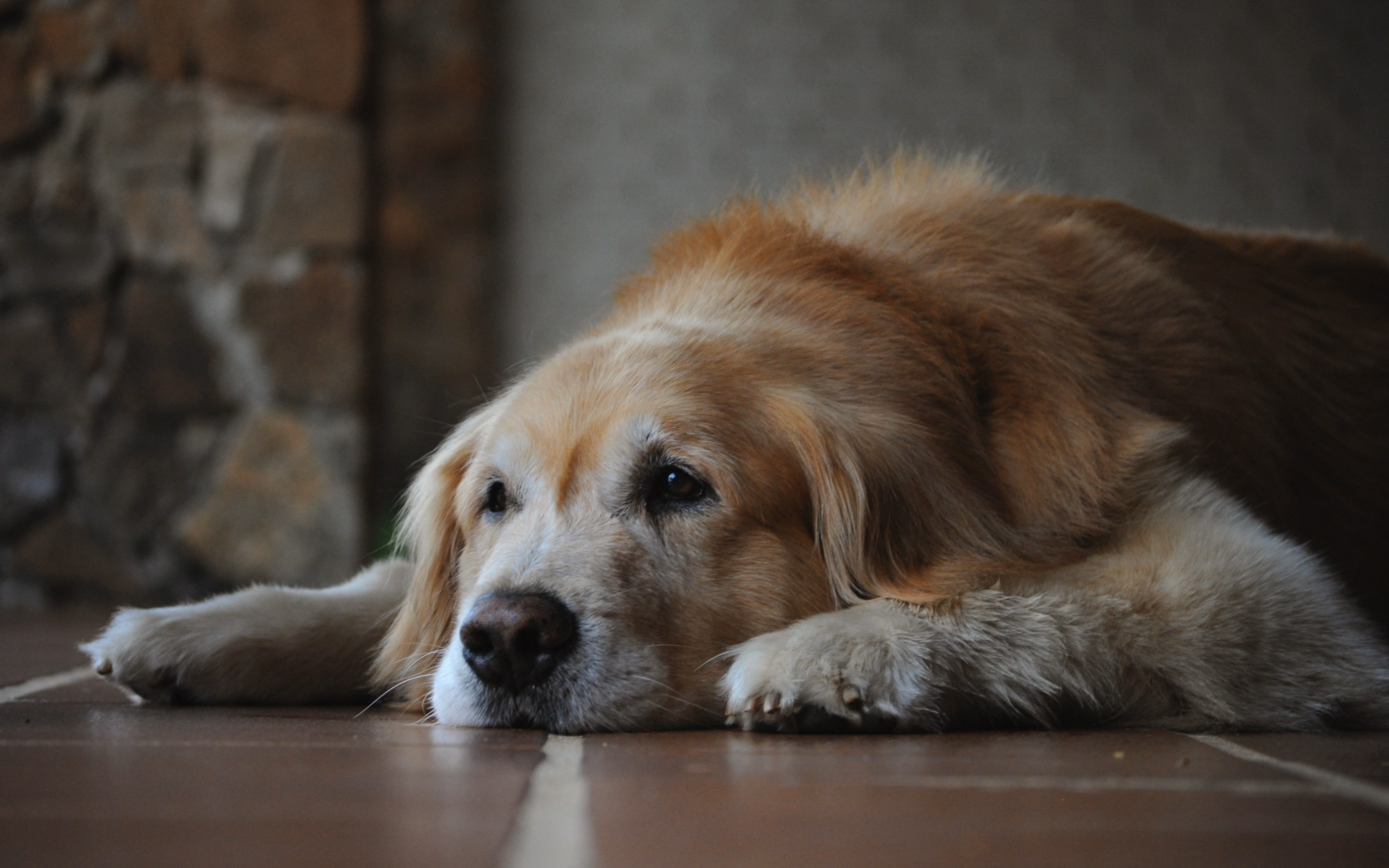 Senior Dogs Colorado Flooring Comfort
